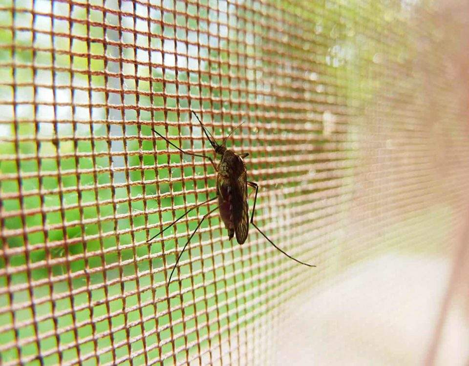 ¿Qué son las mosquiteras?